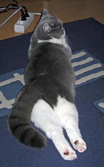 当字母哥化身风暴，篮网的音符如何谱写了辽宁队的变奏曲？