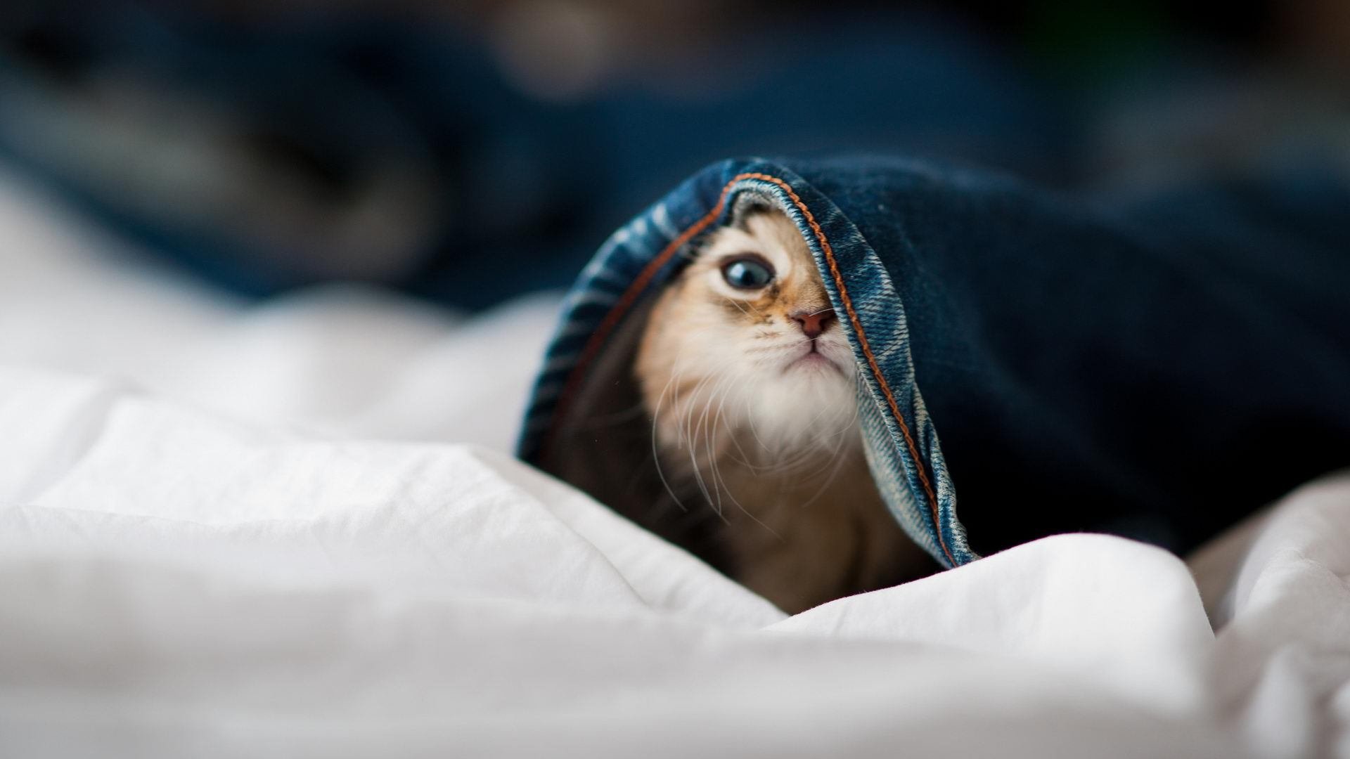 风暴眼,当墨西哥的拉亚持续在日本的防线上制造伤口