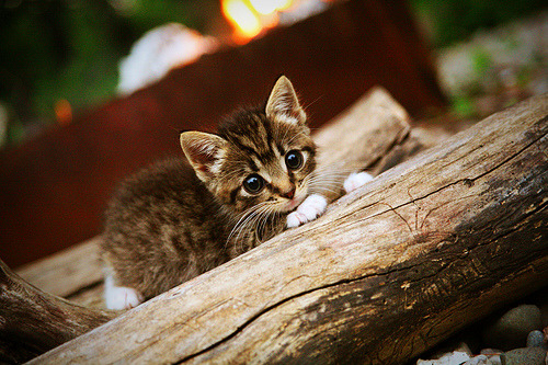 第三颗星，当桑巴风暴席卷永恒之城，厄德高在时空中画出新的彩虹