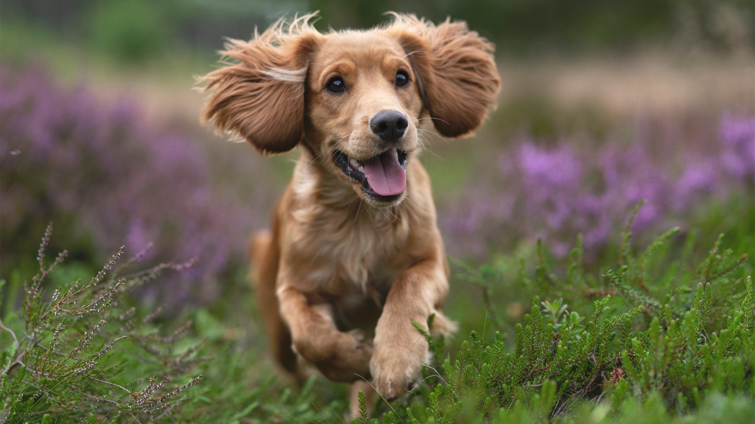 绿茵烽火，低地雄狮的远征与山鹰之翼的折痕