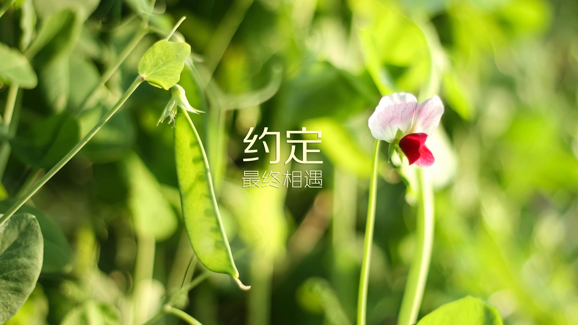 第73分钟，死亡传中
