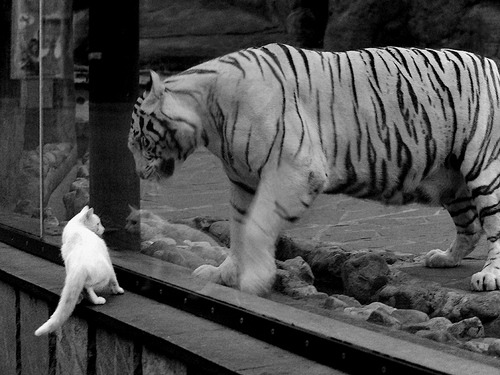 黑夜彩虹，塞内加尔决胜局的关键先生凯恩