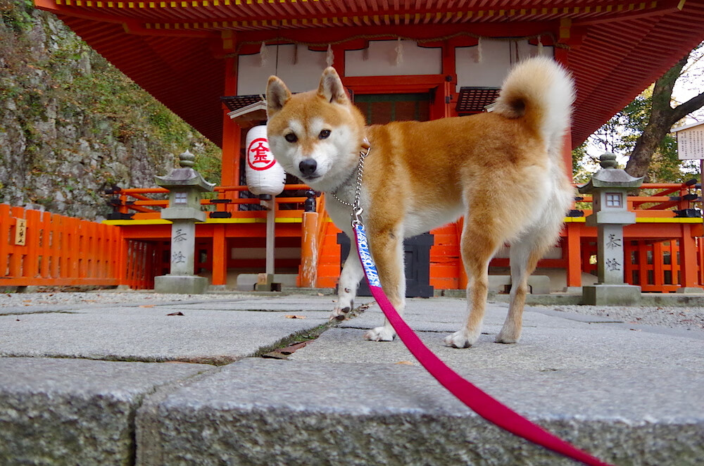 跨界双王，广厦鏖战快船之夜，文班亚马在德甲战场接管比赛