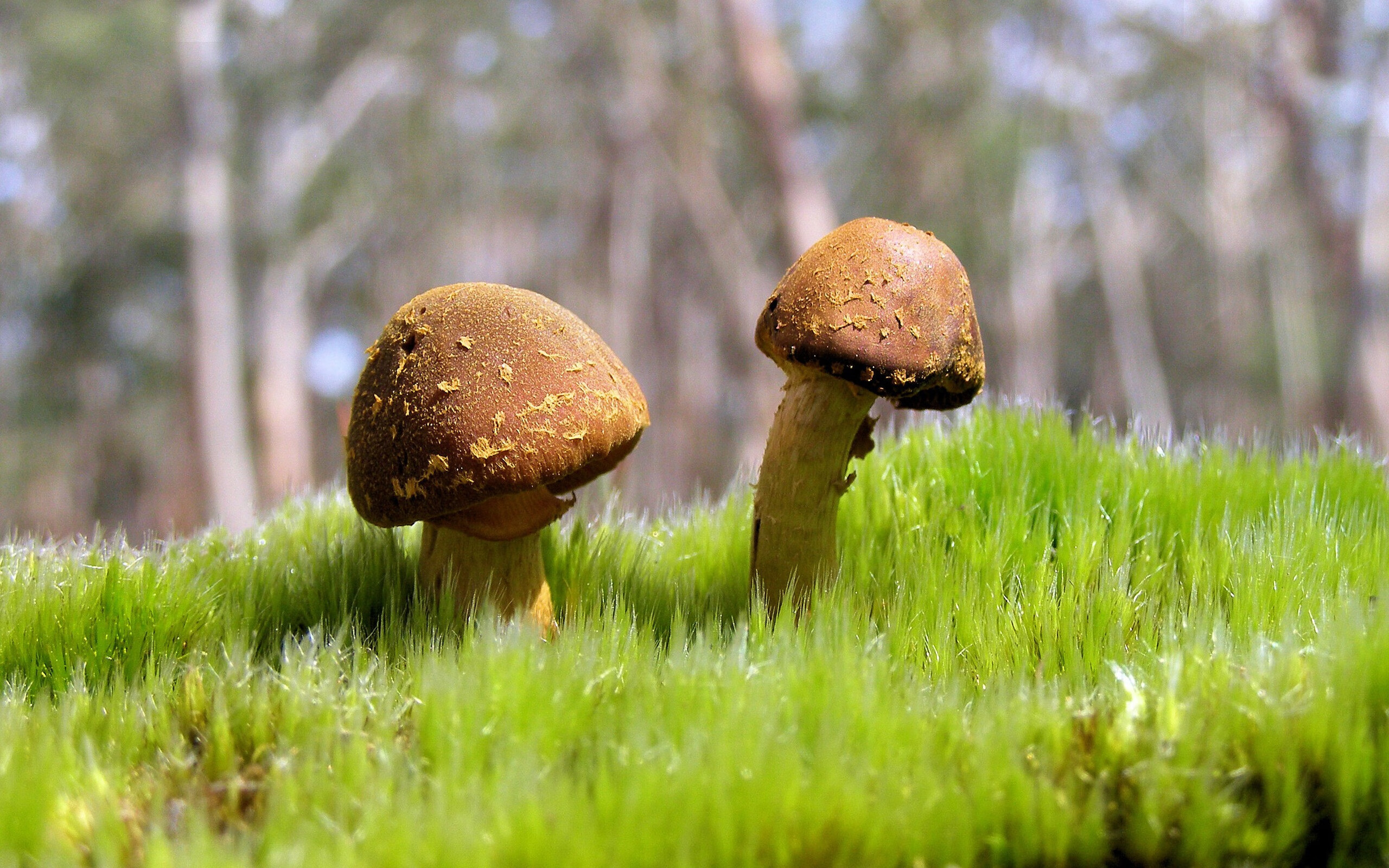 球场新火药桶，当伊朗用导弹式传球压制摩洛哥，佩德里在平行世界完成技术碾压